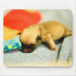 New Born Baby Pug Dog Mouse Pads