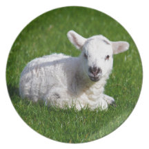 New born cute lamb on green grass party plate