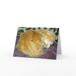 New Born Kitten card