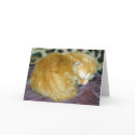 New Born Kitten cards
