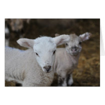 New born lambs cards