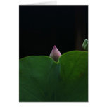 New Born Lotus Greeting Card