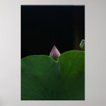 New Born Lotus Poster