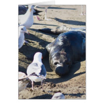 New Bprn Elephant Seal Greeting Card