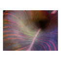 New Canna leaf posters by Andy2302 New Canna leaf posters