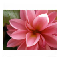 New Dahlia posters by dannamarie72 New Dahlia posters