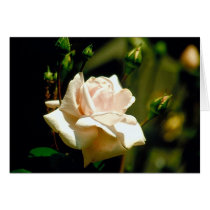 New Dawn Rose - card- can be customized by andymathis New Dawn Rose - card- can be customized