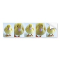 New Duckling Bumper Stickers