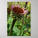 New Echinacea Poster posters