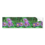 new, england, aster, new england aster, flowering,