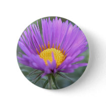 New England Aster buttons