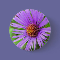 New England Aster buttons
