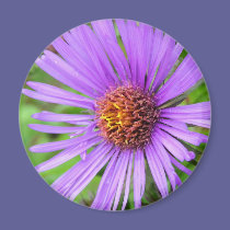 New England Aster magnets