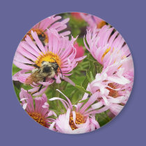 New England Aster magnets