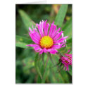 New England Aster - October 2007 cards