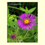 New England Aster Postcard postcards