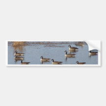 New England Autumn Bumper Stickers