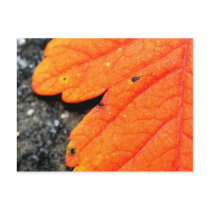 New England Autumn postcards