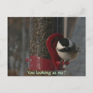 New England Birds-Chickadee postcard