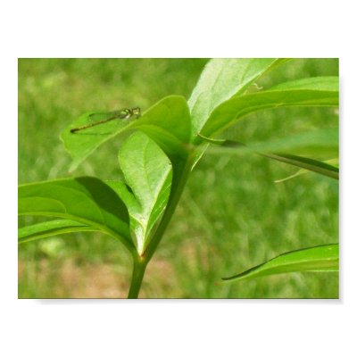 New England Damsel Fly Posters by XxRedSoxX