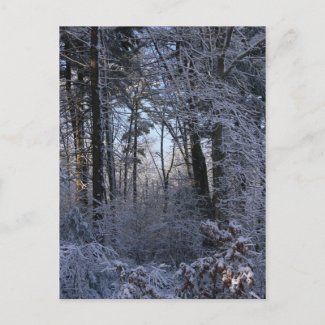 New England's Winter- Postcard postcard