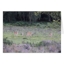 New Forest deer Card