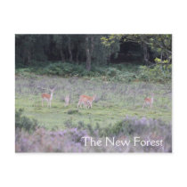 New Forest deer Postcard