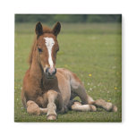 New Forest Foal Magnet