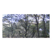 New Forest near Linford photo cards