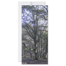 New Forest near Linford rack cards