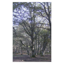 New Forest near Linford stationery