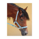 New Forest Pony postcards by Squealia New Forest Pony postcards