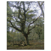 New Forest tree letterhead