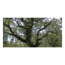 New Forest tree photo cards