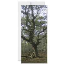 New Forest tree rack cards