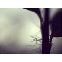 New growth