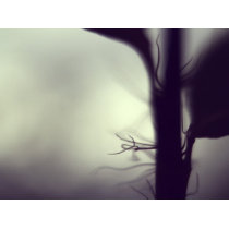 New growth