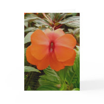 New Guinea Impatiens Orange Note Card