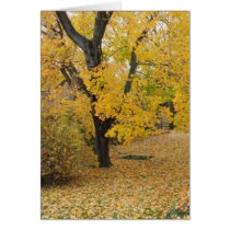 New Hope Yellow cards