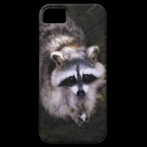 New iphone5 Baby Raccoon cover casemate cases