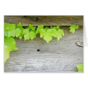 New ivy, old wood cards by chesterperson New ivy, old wood cards