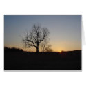 New Jersey Devil's Tree at Dusk cards