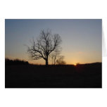 New Jersey Devil's Tree at Dusk cards