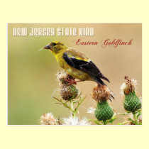 New Jersey State Bird - Eastern Goldfinch postcards