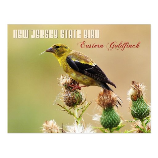 jersey bird