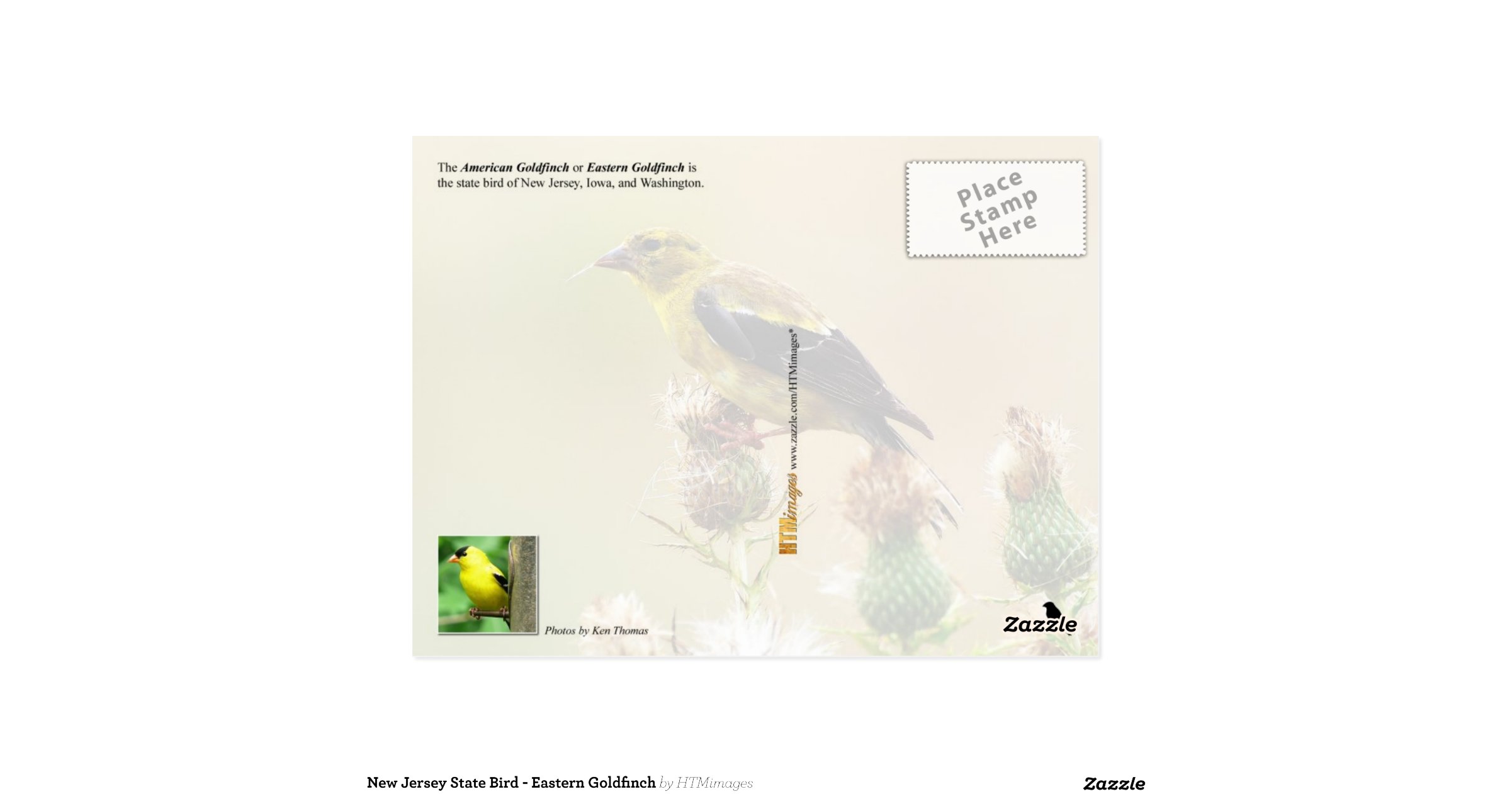 New jersey state bird eastern goldfinch postcard 