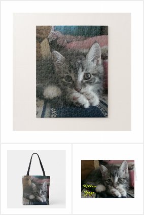 NEW! Kittens and Cats