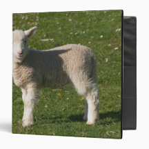 New Lamb, near Dunedin, South Island, New Vinyl Binder