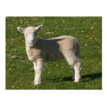 New Lamb, near Dunedin, South Island, New Postcards