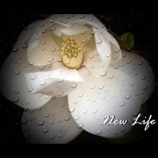 New Life button
